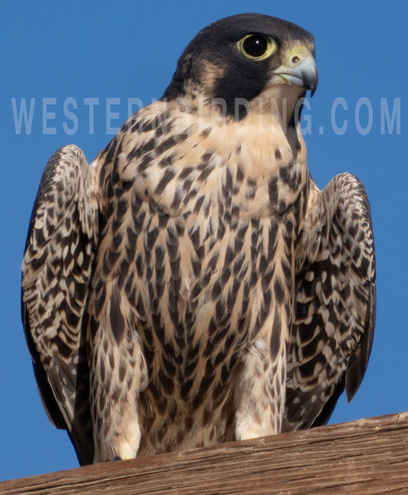 westernbirding.com